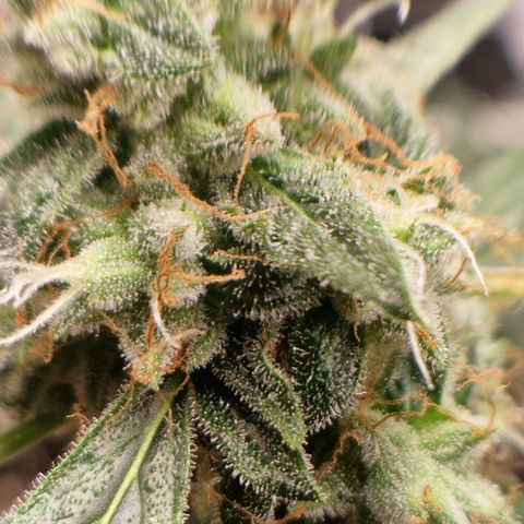 Special Queen #1 growlog timeline photo
