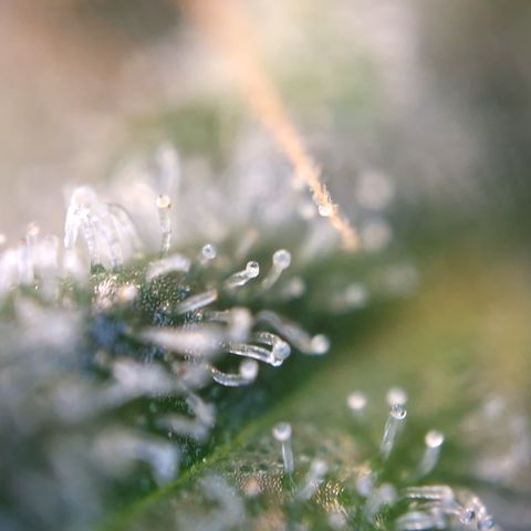 Special Queen #1 growlog timeline photo