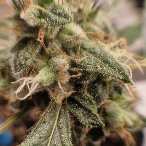 Special Queen #1 growlog timeline photo