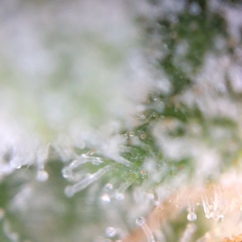 Special Queen #1 growlog timeline photo