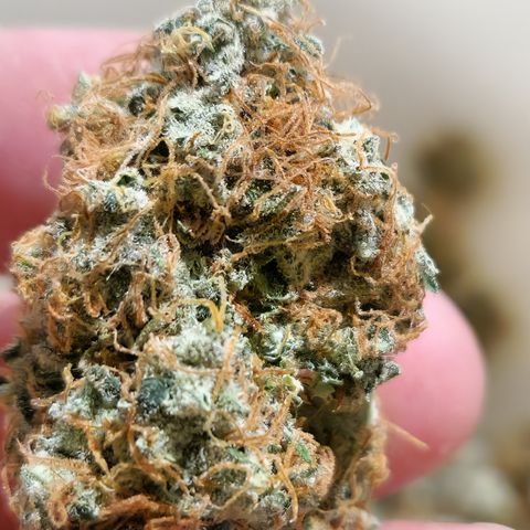 "BigMama" Critical #1 growlog timeline photo