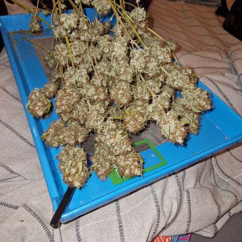 "BigMama" Critical #1 growlog timeline photo
