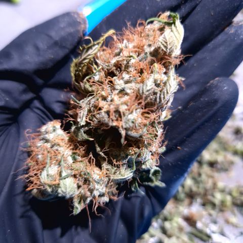 "BigMama" Critical #1 growlog timeline photo
