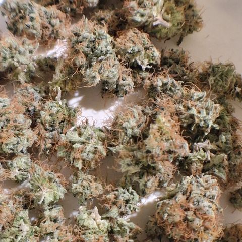 "BigMama" Critical #1 growlog timeline photo