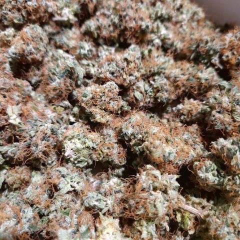 "BigMama" Critical #1 growlog timeline photo