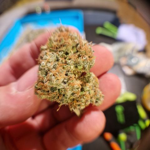 "BigMama" Critical #1 growlog timeline photo