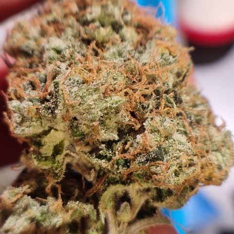 "BigMama" Critical #1 growlog timeline photo