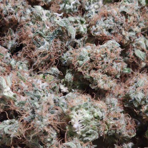 "BigMama" Critical #1 growlog timeline photo