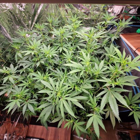 Critical "BigMama" #5 growlog timeline photo