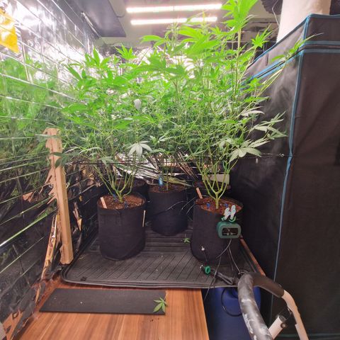 Critical "BigMama" #5 growlog timeline photo
