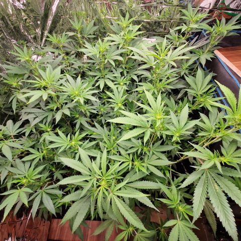 Critical "BigMama" #5 growlog timeline photo