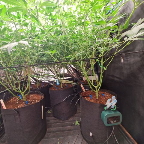 Critical "BigMama" #5 growlog timeline photo