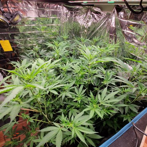 Critical "BigMama" #5 growlog timeline photo
