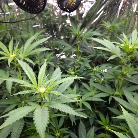 Critical "BigMama" #5 growlog timeline photo