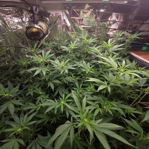 Critical "BigMama" #5 growlog timeline photo