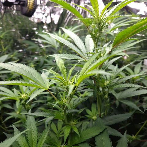 Critical "BigMama" #5 growlog timeline photo