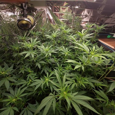 Critical "BigMama" #5 growlog timeline photo