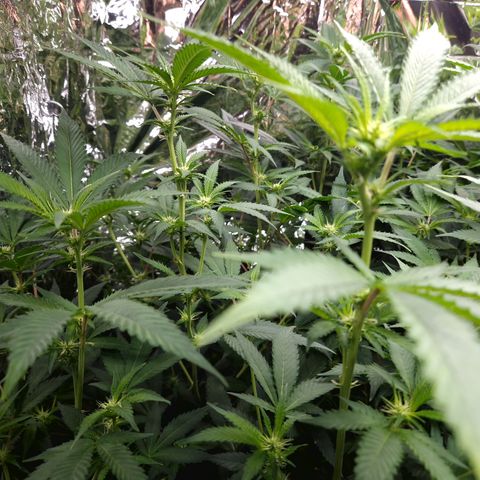 Critical "BigMama" #5 growlog timeline photo
