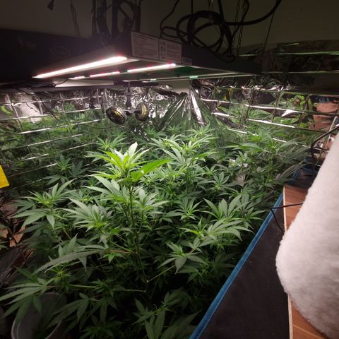 Critical "BigMama" #5 growlog timeline photo