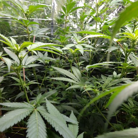 Critical "BigMama" #5 growlog timeline photo