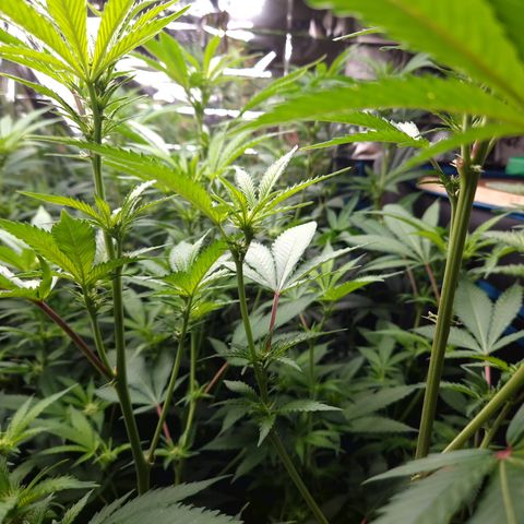 Critical "BigMama" #5 growlog timeline photo