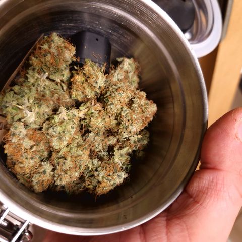 "BigMama" Critical #1 growlog timeline photo