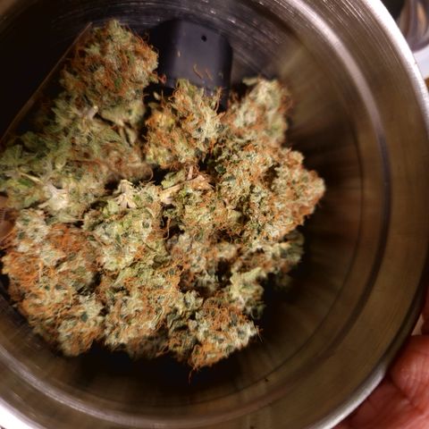 "BigMama" Critical #1 growlog timeline photo