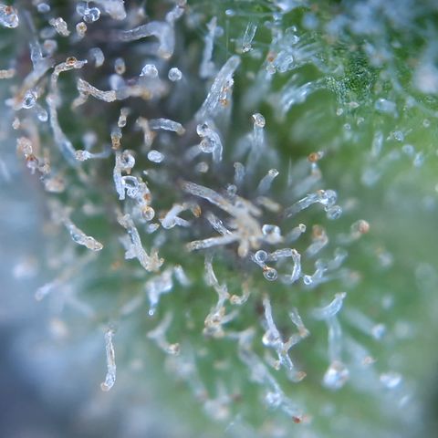 Special Queen #1 growlog timeline photo