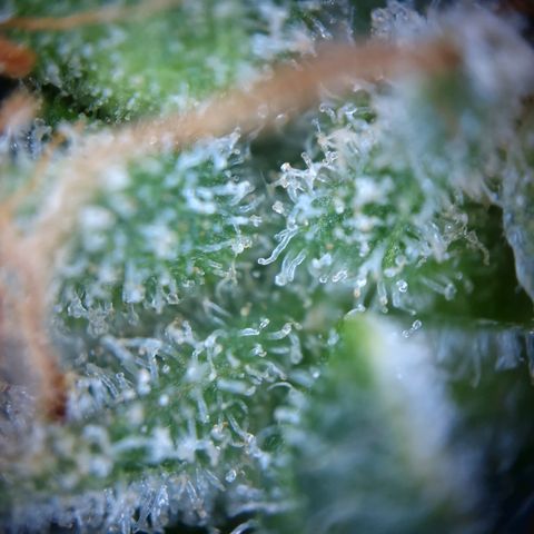 Special Queen #1 growlog timeline photo
