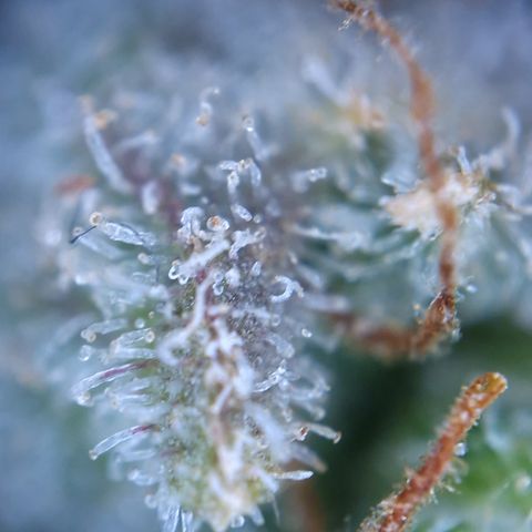 Special Queen #1 growlog timeline photo