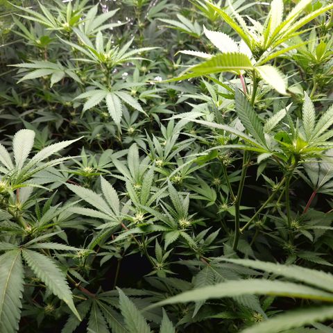 Critical "BigMama" #5 growlog timeline photo