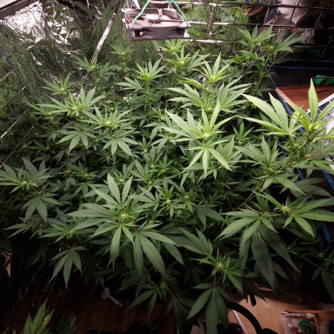 Critical "BigMama" #5 growlog timeline photo