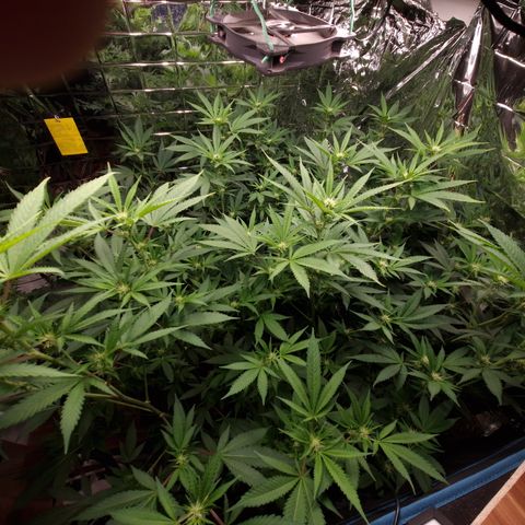 Critical "BigMama" #5 growlog timeline photo
