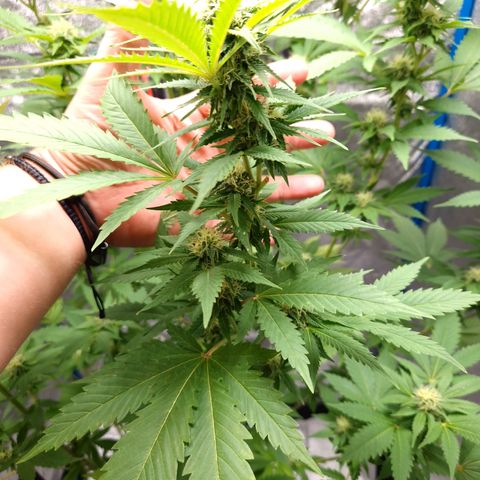 Critical Pheno#2//Mutter growlog timeline photo