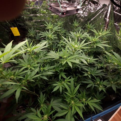 Critical "BigMama" #5 growlog timeline photo