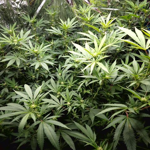 Critical "BigMama" #5 growlog timeline photo