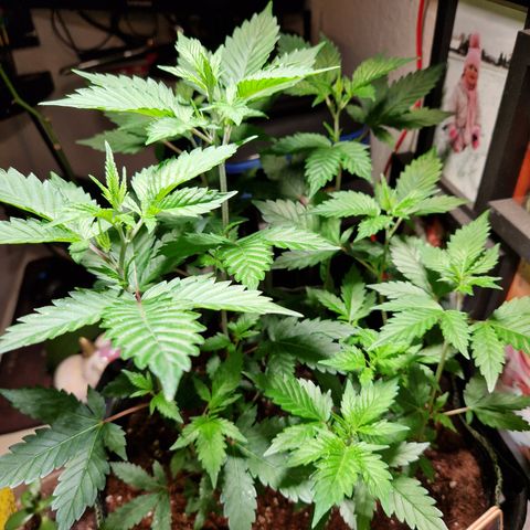 O.G. Kush🥦 - 🫘Mutter🫘 growlog timeline photo