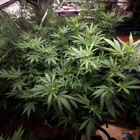 Critical "BigMama" #5 growlog timeline photo