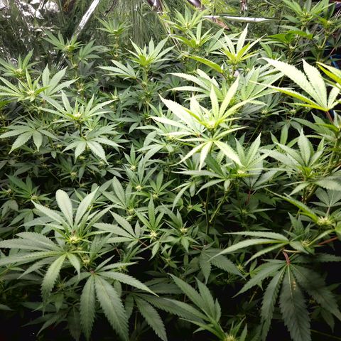 Critical "BigMama" #5 growlog timeline photo