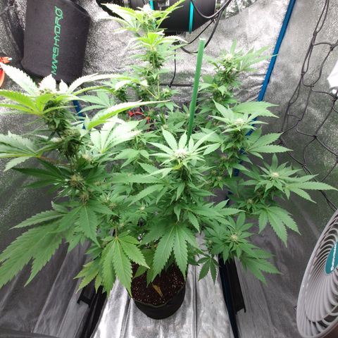 Critical Pheno#2//Mutter growlog timeline photo