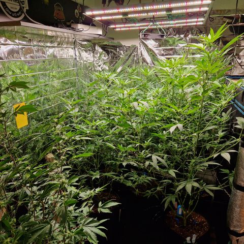 Critical "BigMama" #5 growlog timeline photo