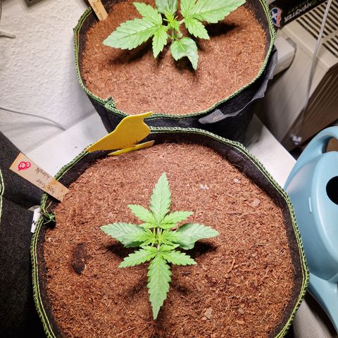 Critical #3Hase growlog timeline photo
