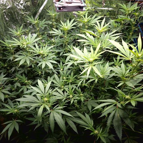 Critical "BigMama" #5 growlog timeline photo