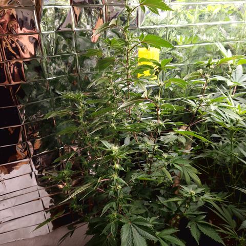 Critical #3Hase growlog timeline photo