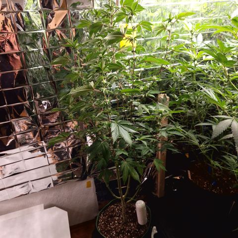 Critical #3Hase growlog timeline photo
