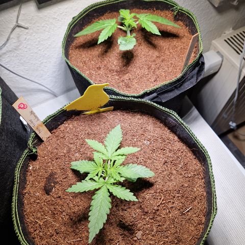 O.G. Kush🥦 - 🫘Mutter🫘 growlog timeline photo