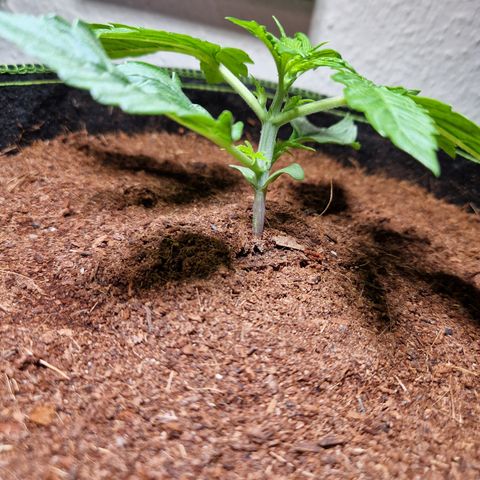 O.G. Kush🥦 - 🫘Mutter🫘 growlog timeline photo