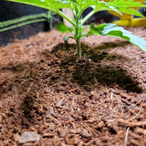 O.G. Kush🥦 - 🫘Mutter🫘 growlog timeline photo
