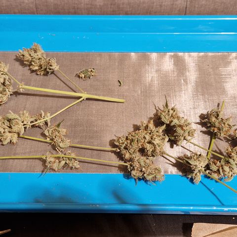 Special Queen #1 growlog timeline photo