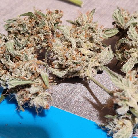 Special Queen #1 growlog timeline photo
